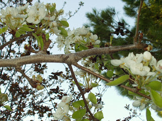 PORTOKALIA LOYLOYDIA