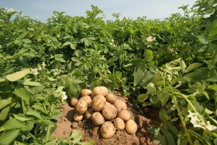 PATATES KALLIERGEIA