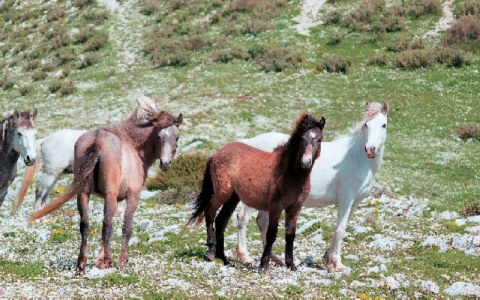 ALOGA AXERON