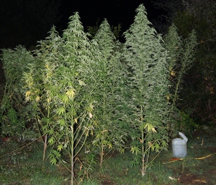 FILOTEH 8 8 14