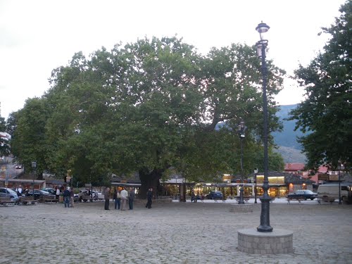 PLATEIA METSOBO
