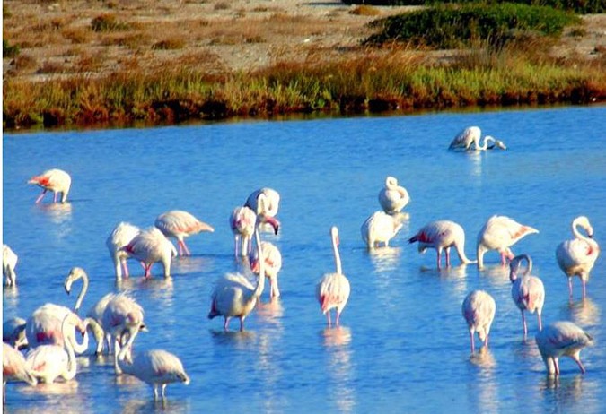 flamingo1