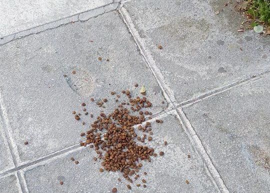 skilotrof1