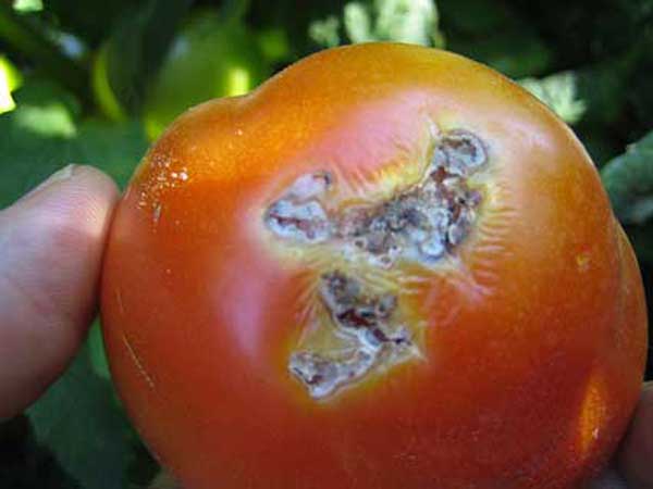 touta ntomata
