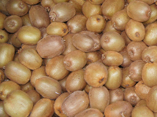 aktinidia ne