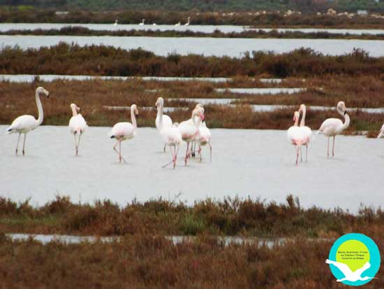 kalamas flaminko