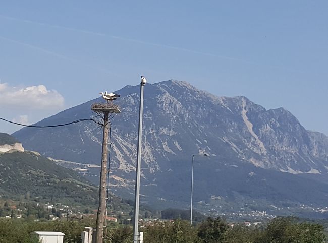 egnatia pelargoi