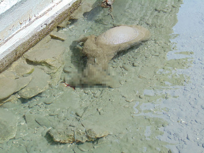 araxtos skilos