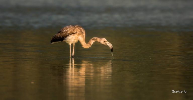 flamingko limni