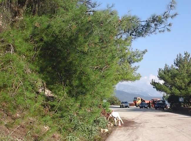 APEYKA E1