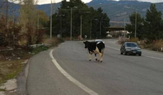agelada dromos