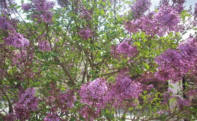 axorio koutsoupia