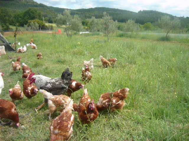 agroktima kotes