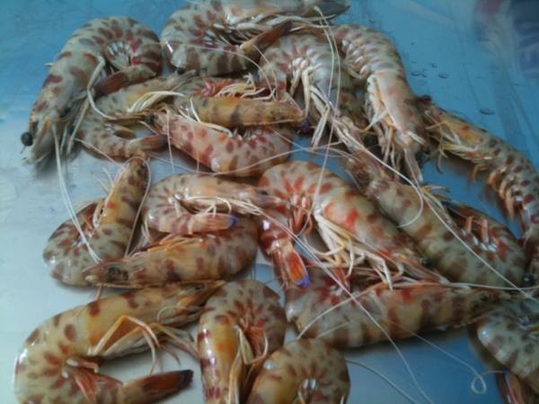 amgarides