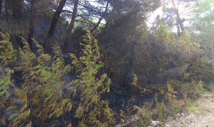 fotia riza1