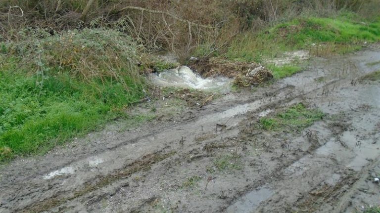 biologikos limatolaspi1