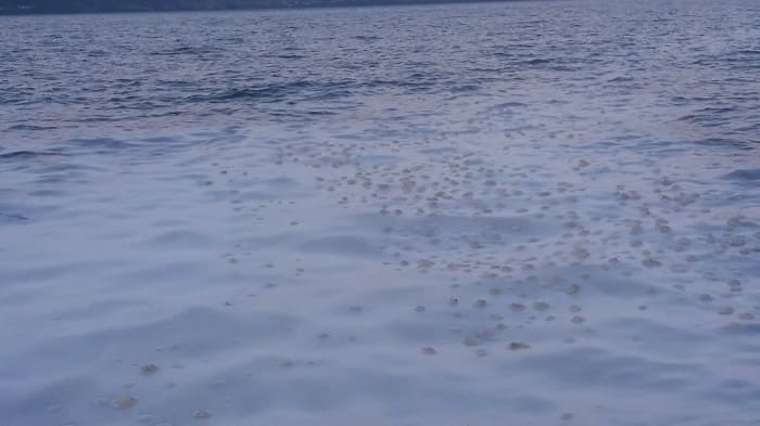 afroi limnoi iounios1