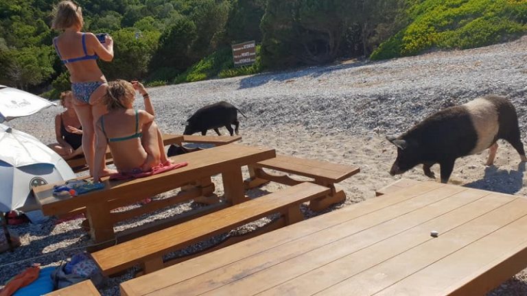 agriogourouna paralia1