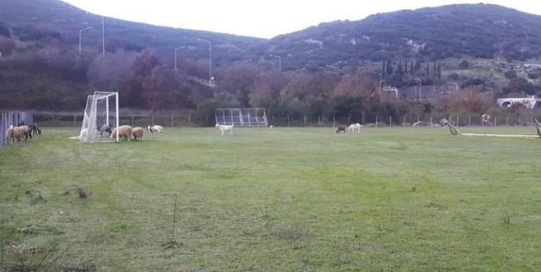 gipedo provata