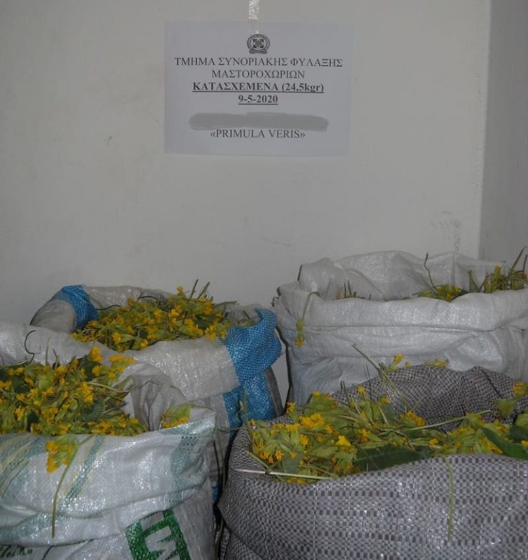 aromatika plikati1