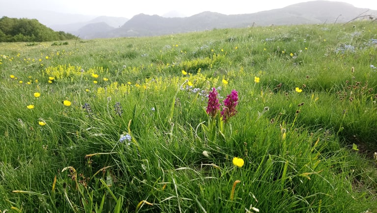 atomatika peripolies1