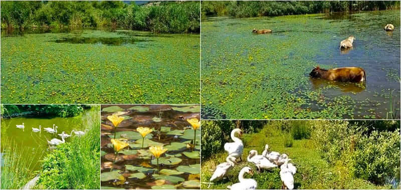 limni kiknoi noufara