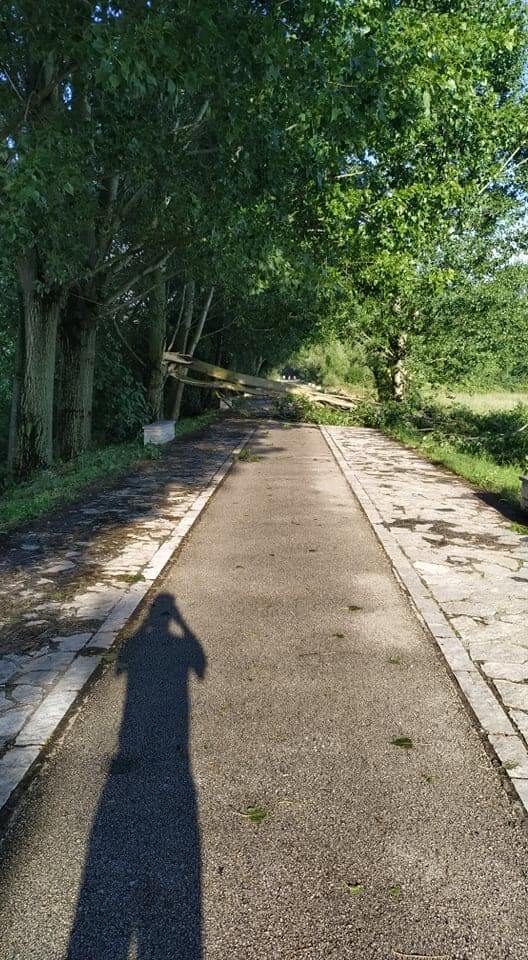 Έπεσαν δέντρα και κλαδιά στον ποδηλατόδρομο 1 podilatodromos1