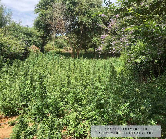 Η… μισή αστυνομική δύναμη της χώρας επιχείρησε για τις χασισοφυτείες σε Άρτα, Πρέβεζα και Αττική 1 fiteies louros13