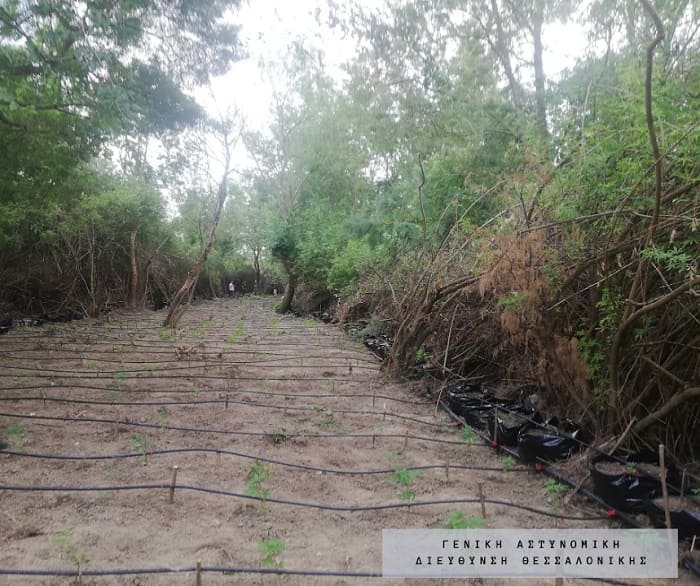 Η… μισή αστυνομική δύναμη της χώρας επιχείρησε για τις χασισοφυτείες σε Άρτα, Πρέβεζα και Αττική 2 fiteies louros14