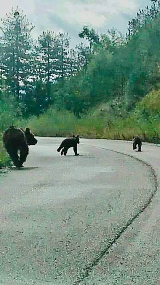 Στο δρόμο με τις αρκούδες… 1 arkoudes dromos