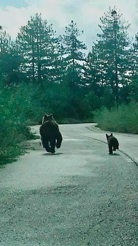 Στο δρόμο με τις αρκούδες… 2 arkoudes dromos1