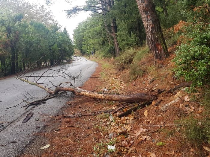 Πτώσεις δέντρων στην Δραμπάτοβα 1 drampatova dentra1