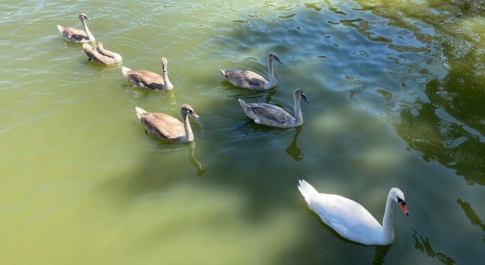 kiknoi mavili oikogeneia