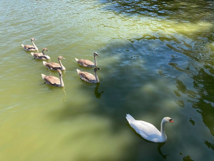 Η… οικογένεια μεγάλωσε! 1 kiknoi mavili oikogeneia1