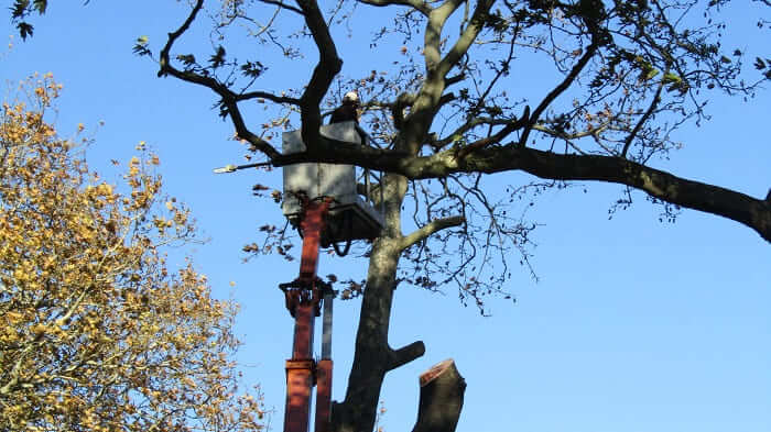 Κόβονται 14 πλατάνια για να σωθούν τα υπόλοιπα 1 PLATANIA P3