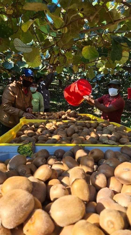 Με μάσκες στους κάμπους της Άρτας 2 arta aktinidia1