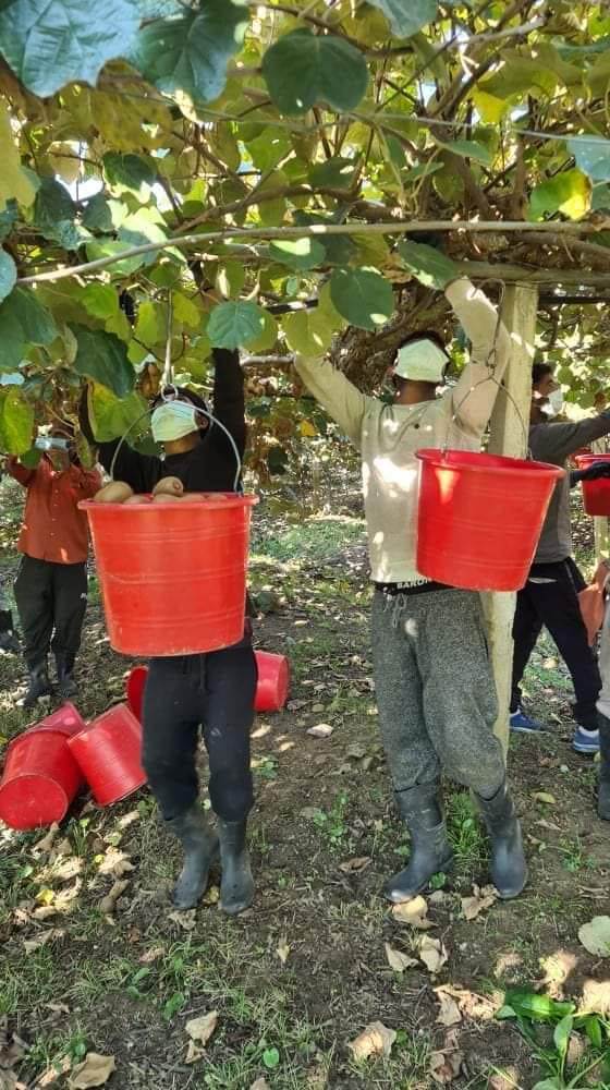 Με μάσκες στους κάμπους της Άρτας 1 arta aktinidia2
