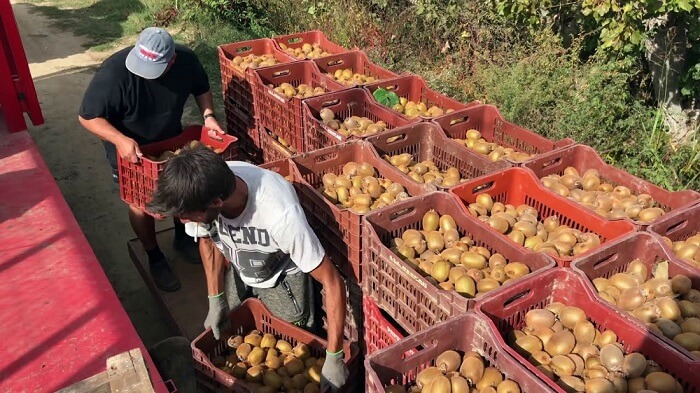 ergates gis aktinidia