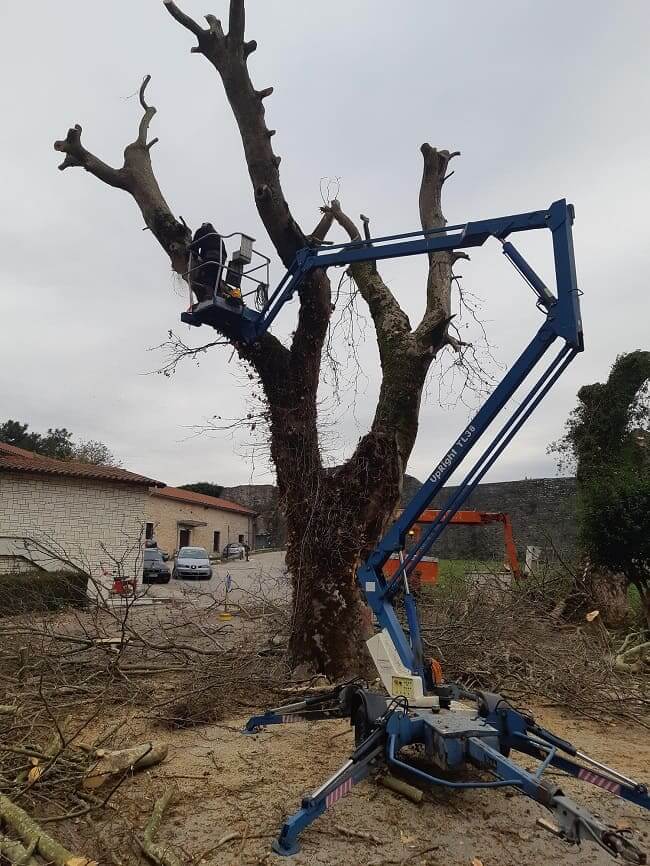 Ξεκίνησε από το Κάστρο η κοπή των πλατάνων 1 platania2