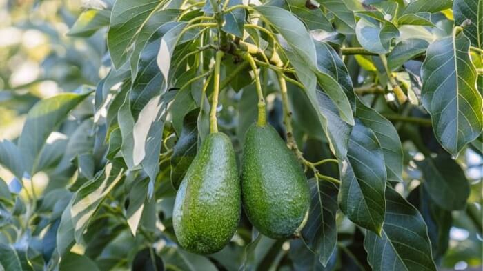 avokado