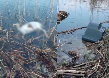 Εικόνες θλίψης.. Τηλεοράσεις και νεκρά ζώα στη λίμνη!