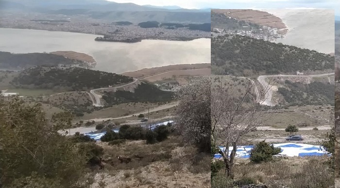 simaia l