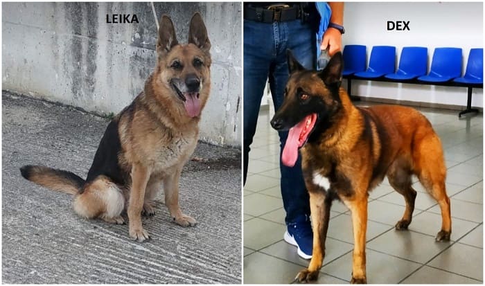 astinomikos skilos kakavia