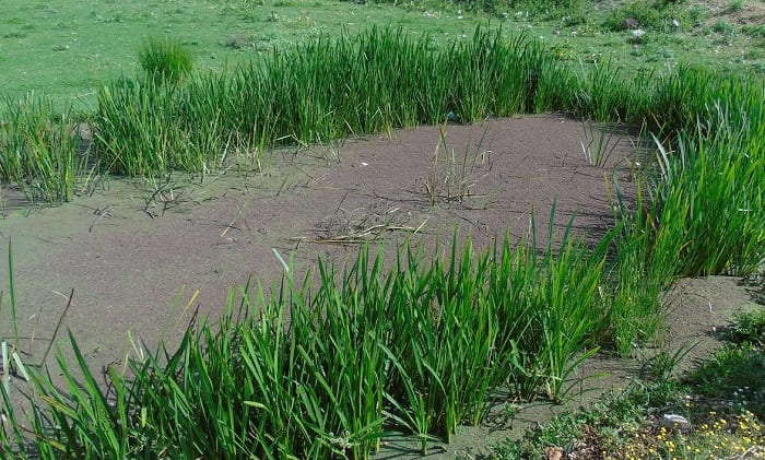 logades kokkini