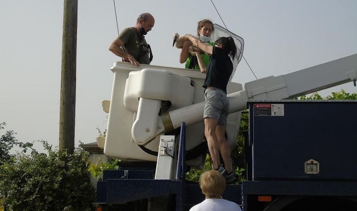 daktilioseis pelargon