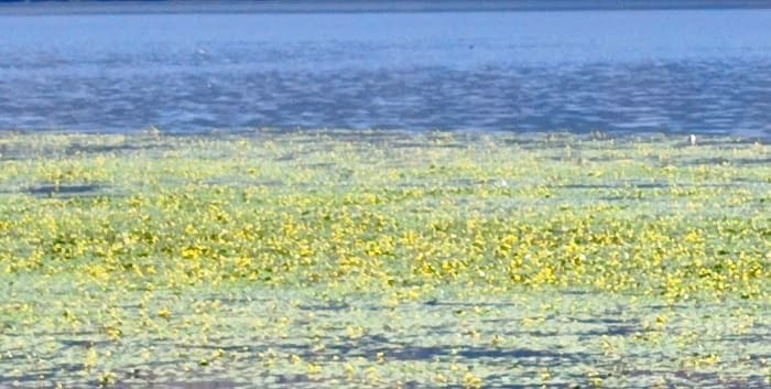 Λίμνη… γεμάτη νούφαρα! 1 noufara limni1