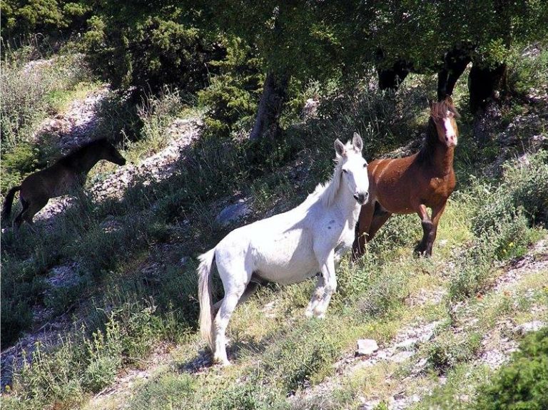 EpirusPost • Ειδήσεις, Ιωάννινα, Άρτα, Πρέβεζα, Θεσπρωτία • ALOGASOYLI3 768x575 1