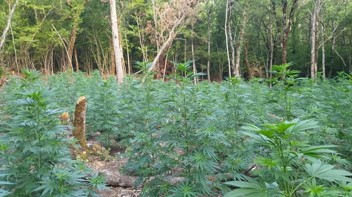 Οργανωμένη φυτεία κάνναβης και ο «φύλακας» με καλάσνικοφ! 1 aetomilitsa