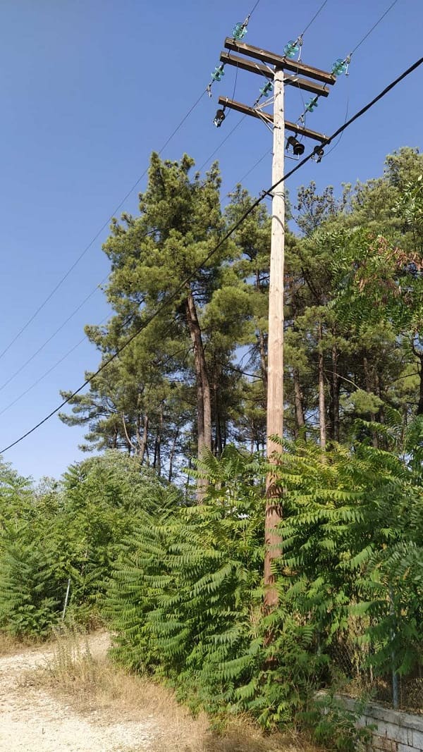 Δέντρα και δίκτυο της ΔΕΗ έχουν γίνει ένα! 3 dentro diktio2