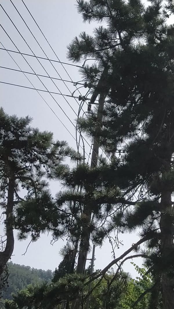 Δέντρα και δίκτυο της ΔΕΗ έχουν γίνει ένα! 2 dentro diktio3